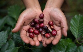    Pernod Ricard - Kahlúa's sustainable coffee farming